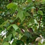 Liquidambar formosana Leaf