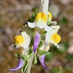 Linaria triphylla Blüte