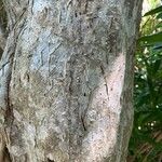 Dracaena angustifolia Bark