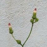 Emilia sonchifolia 花