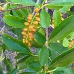 Citharexylum montevidense Leaf