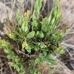 Osyris lanceolata Leaf