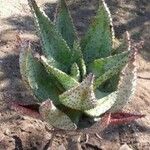 Aloe marlothii 整株植物