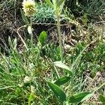 Trifolium montanum Habit