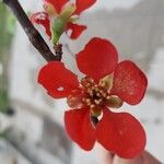 Chaenomeles japonica Fiore