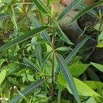 Barleria lupulina 叶