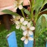 Prunus fruticosa Flower