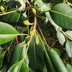 Ficus rubiginosa Ffrwyth