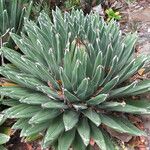 Agave victoriae-reginae Агульны выгляд