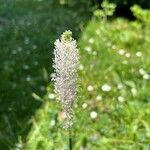 Plantago mediaFlor