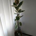 Ficus elastica Folha