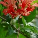 Hibiscus schizopetalus Blomma