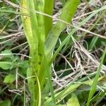 Dactylorhiza fuchsii Likasa