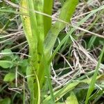 Dactylorhiza fuchsii Hoja