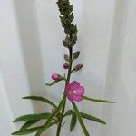 Sidalcea cusickii Flower