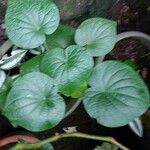 Piper umbellatum Folha