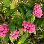 Syzygium aqueum Fruit