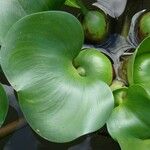 Pontederia crassipes Лист