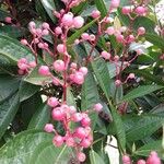 Miconia ciliata 果