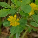 Trifolium dubium Habit