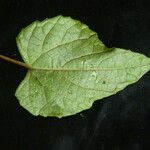 Vitis flexuosa 葉
