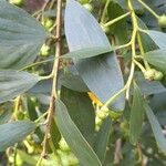 Acacia longifolia Froito