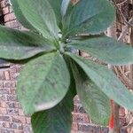 Euphorbia umbellata Yaprak