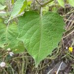 Physalis pubescens Blatt