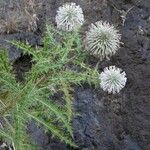 Echinops echinatus Flower