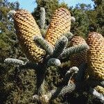 Abies procera Fruit