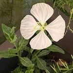 Oenothera tetraptera Flor