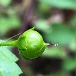 Scrophularia peregrina Fruit