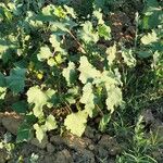 Xanthium orientale Folha