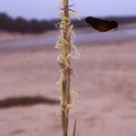 Spartina maritima Flower