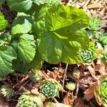 Geum pyrenaicum Blatt