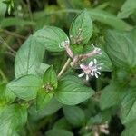 Cuphea racemosa Flower