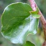 Cotoneaster nanshan Leaf