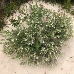 Silene succulenta Flower