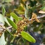 Quercus chrysolepis Çiçek