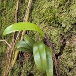 Bulbophyllum longiflorum Leaf
