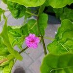 Mirabilis longifloraFlower