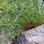 Silene saxifraga Folha