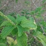 Stachytarpheta mutabilis पत्ता