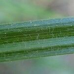 Carex hirta Habit