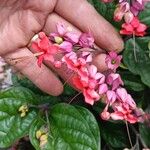 Clerodendrum umbellatum Flower