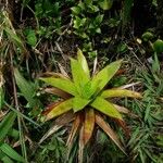 Guzmania plumieri Feuille