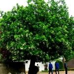 Calophyllum inophyllum عادت داشتن