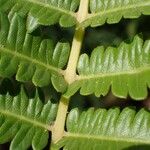 Thelypteris striata पत्ता