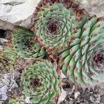 Sempervivum calcareum Облик