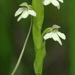 Habenaria galactantha फूल